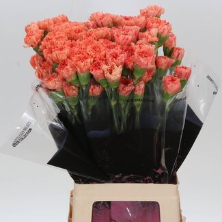 Freshy Anjer Lang Hermes Orange