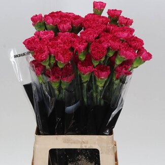 Freshy Anjer Lang Bizet