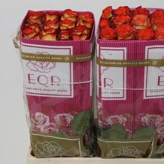 Freshy R Eq High & Magic