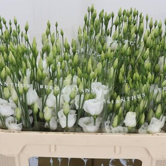 Freshy Eustoma Enkelbloemig Picco White