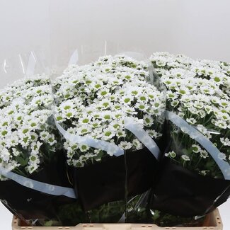 Freshy Chrysanthemum Chrysant Santini “Pixel Snowy” | Kleur: Wit | Lengte ± 55 centimeter | Per 25 stelen