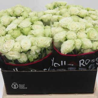 Freshy R tros Green Glow Holla