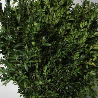 Freshy Buxus 400gr (p. bos)