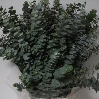 Freshy Eucalyptus Pulverana 300gr (p. bos)