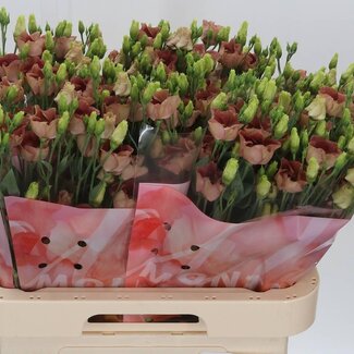 Freshy Eustoma Enkelbloemig Bohemian Choco