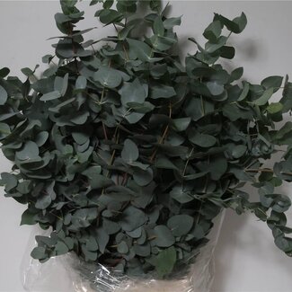 Freshy Eucalyptus Cinerea 300gr (p. bos)