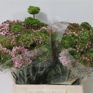 Freshy Ranunculus Ranonkel Ponpon “Hermione” | Kleur: Gemengde Kleuren | Lengte ± 55 centimeter | Per 25 stelen