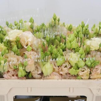 Freshy Eustoma Gevuld Alissa Light Apricot