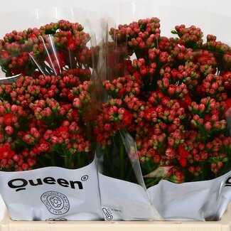 Freshy Kalanchoe “Pretty Red Meadow” | Kleur: Rood | Lengte ± 40 centimeter | Per 10 stelen