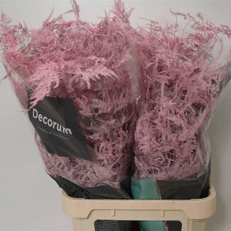 Freshy Asparagus Lang Licht Rose