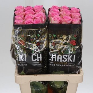 Freshy Grootbloemige Roos “Sweet Unique” | Kleur: Roze | Lengte ± 60 centimeter | Herkomst Ecuador | Per 25 stelen