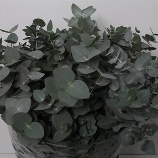 Freshy Eucalyptus Cinerea 400gr (p. bos)