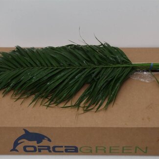 Freshy Phoenix Roebelenii | Kleur: Groen | Lengte ± 60 centimeter | Per 5 bossen