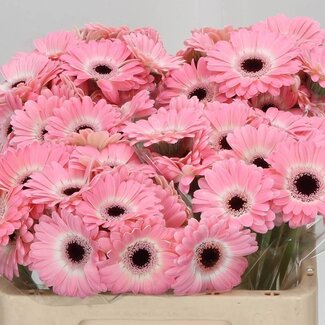 Freshy Germini Aqua “Dixon” | Kleur: Roze | Lengte ± 50 centimeter | Per 20 stelen