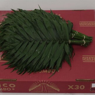 Freshy Chamaedorea Chico Jumbo | Kleur: Groen | Lengte ± 50 centimeter | Per 5 bossen