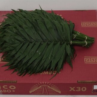 Freshy Chico Jumbo Chamaedorea (p. bos)