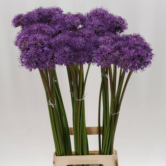 Freshy Allium Gladiator