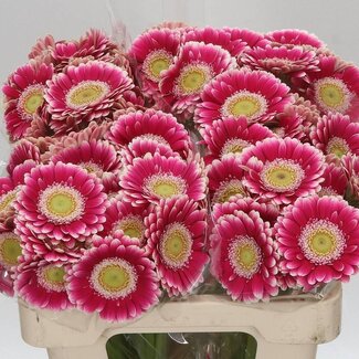 Freshy Germini. Aqua Cassis x20