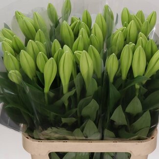 Freshy Lelie Longi Aqua Watch Up 1 Bloem