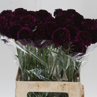Freshy Scabiosa At Re vel Scoop