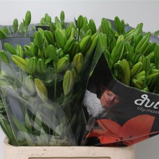 Freshy Lelie Longi x Aziatic Aqua Sunderland