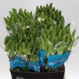 Freshy Ornithogalum Thyrsoides “Mount Fuji” | Kleur: Wit | Lengte ± 50 centimeter | Per 50 stelen