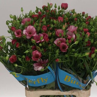 Freshy Ranunculus Butterfly Lycia