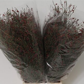 Freshy Ginster Bes Red 400gr (p. bos)