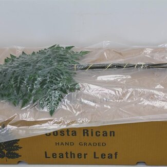 Freshy Ledervaren Ex x12 (vacuum) (p. bos)