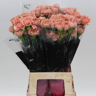 Freshy Anjer Lang Caramel