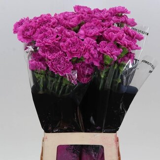 Freshy Lange Anjer “Farida” | Kleur: Roze | Lengte ± 70 centimeter | Per 20 stelen