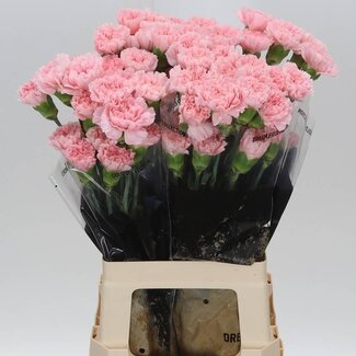 Freshy Anjer Lang Doncel