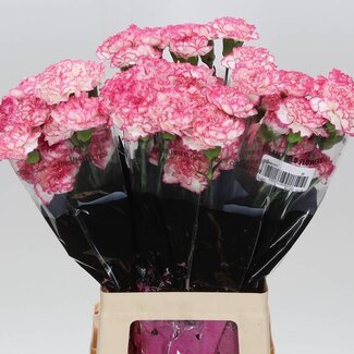 Freshy Anjer Lang Komachi