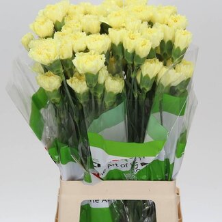 Freshy Anjer Lang Hermes Geel