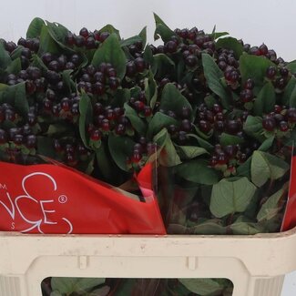 Freshy Hypericum “Rocky Romance” | Vertakt | Kleur: Rood | Lengte ± 70 centimeter | Per 25 stelen