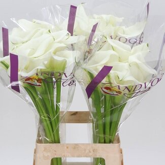 Freshy Zantedeschia White Art