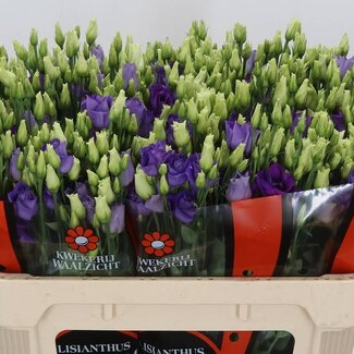 Freshy Eustoma Lisianthus Gevuld “Rosi Blue” | Kleur: Paars | Lengte ± 70 centimeter | Per 10 stelen