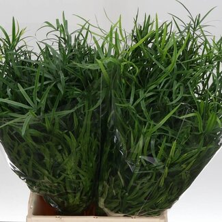 Freshy Asparagus Falcatus | Kleur: Groen | Lengte ± 45 centimeter | Per 50 stelen