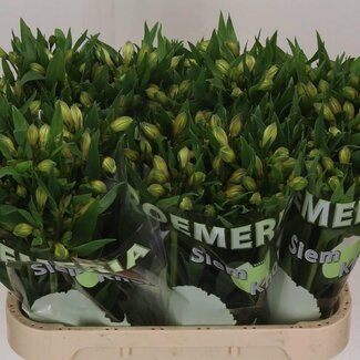 Freshy Alstroemeria “White Swan” | Kleur: Wit | Lengte ± 75 centimeter | Gewicht ± 75 gram per tak | Per 10 stelen