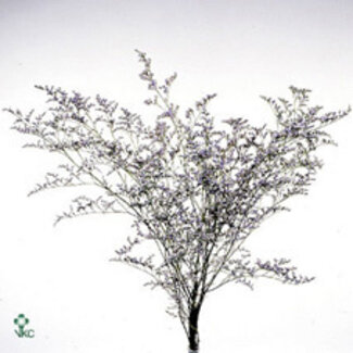 Freshy Limonium Misty Blue