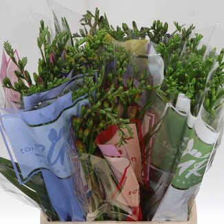 Freshy Freesia enkel Gemengd X 10 5 Kleur