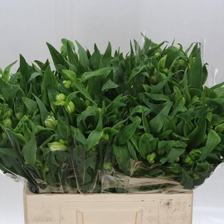 Freshy Korte Alstroemeria “Virginia” | Kleur: Wit | Lengte ± 60 centimeter | Gewicht ± 30 gram per tak | Per 20 stelen