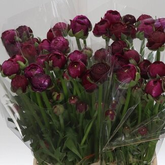 Freshy Ranunculus Ranonkel “Elegance Dark Pink” | Kleur: Roze | Biologisch | Lengte ± 50 centimeter | Gewicht ± 40 gram per tak | Per 10 stelen