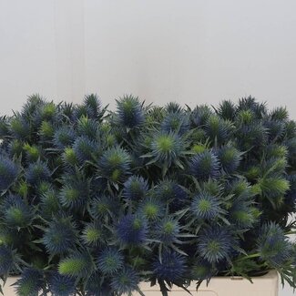 Freshy Eryngium “Supernova Questar” | Kleur: Paars | Lengte ± 50 centimeter | Per 10 stelen