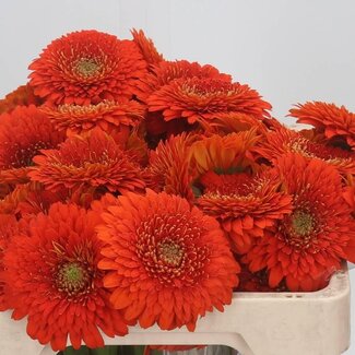 Freshy Germini. Aqua Pomponi Fozzie x20