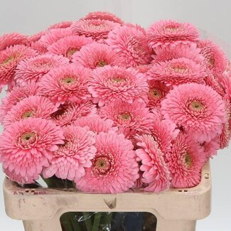 Freshy Germini. Aqua Pomponi Piggy x20