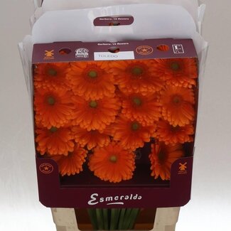 Freshy Gerbera Gr Aqua “Toledo” | Kleur: Oranje | Lengte ± 45 centimeter | Per 15 stelen