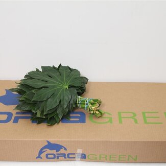Freshy Aralia 30cm (p. bos)