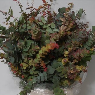 Freshy Eucalyptus Stuart Nature 200gr (p. bos)