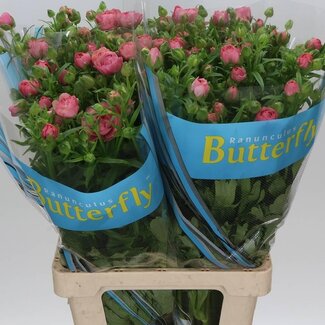 Freshy Ranunculus Butterfly Hera